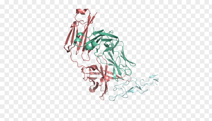Homo Sapiens Drawing /m/02csf Flowering Plant Font PNG