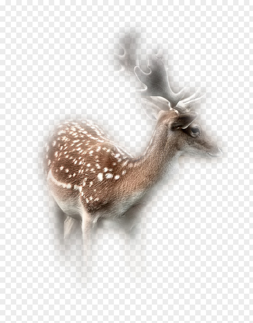 Reindeer Roe Deer Antelope Animal PNG