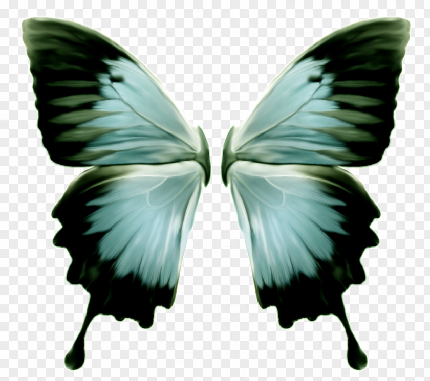 Butterfly Ulysses The Funky Fish Club Ultimate Old School Party Moth PNG