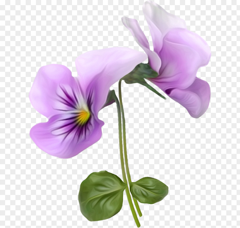 Flower Violet Pansy Clip Art PNG