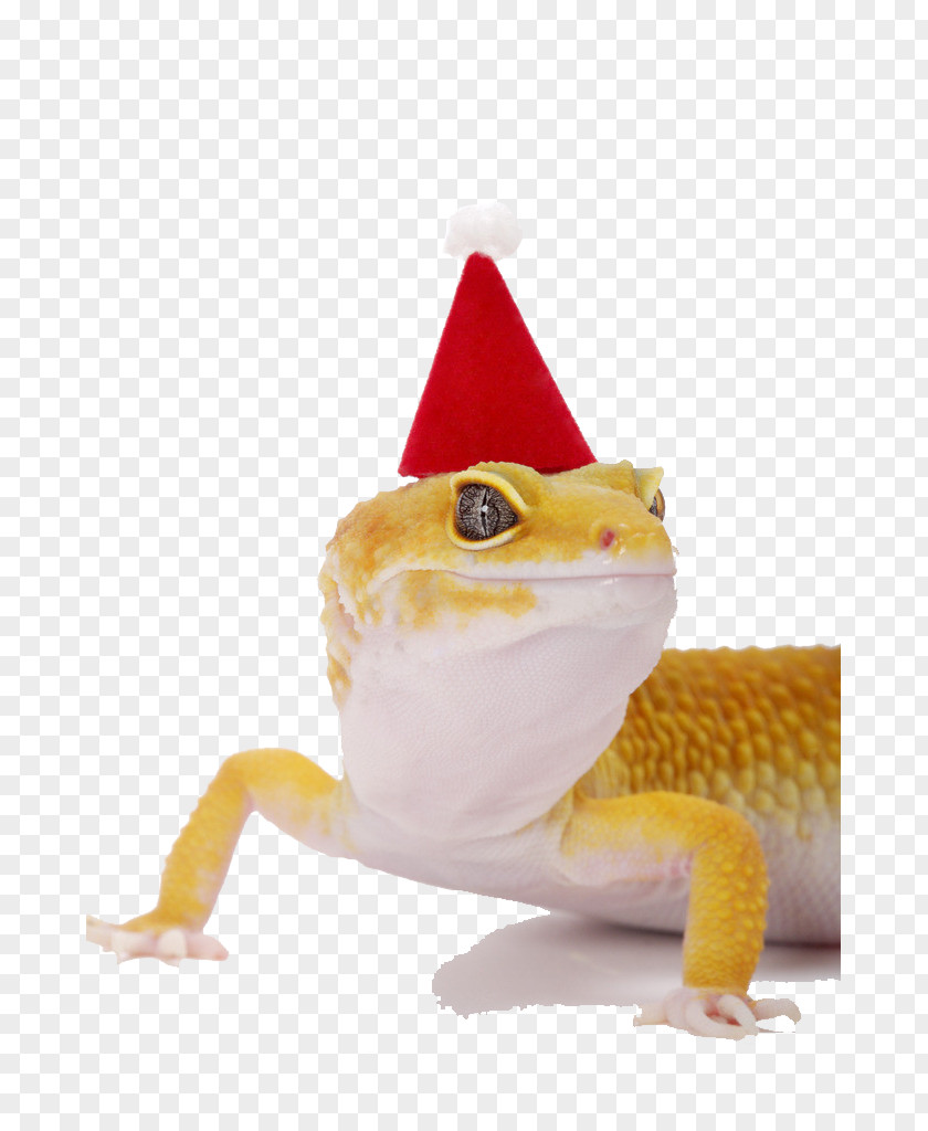 Lizard With Christmas Hats Hat Stock Photography Common Leopard Gecko PNG