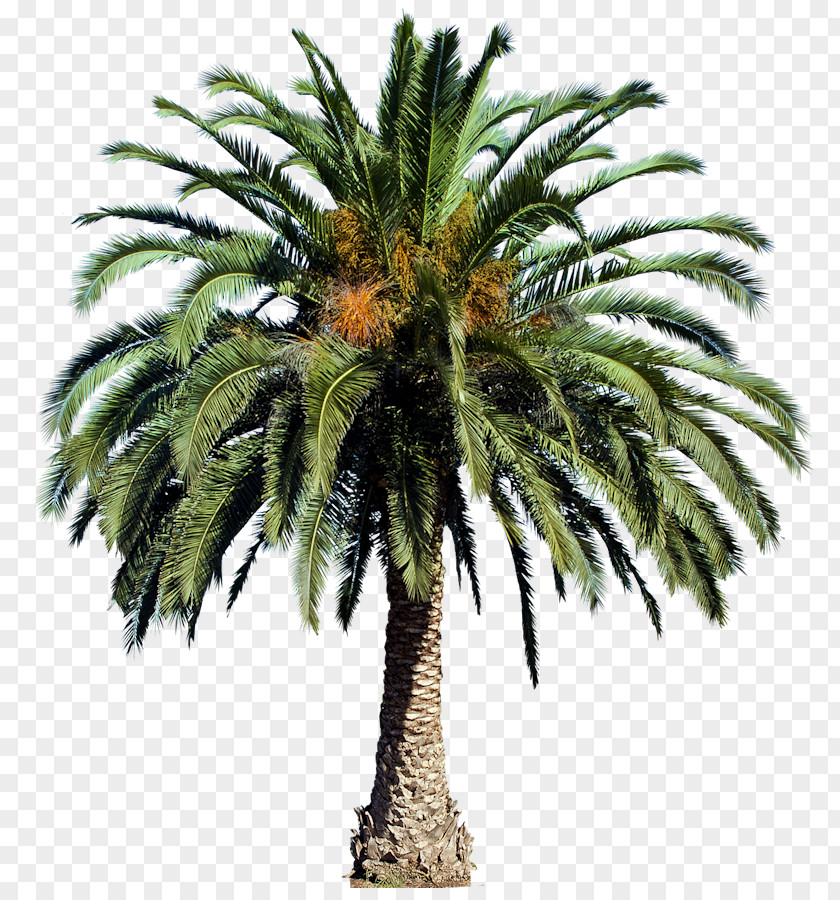Palm Tree Populus Nigra Arecaceae PNG