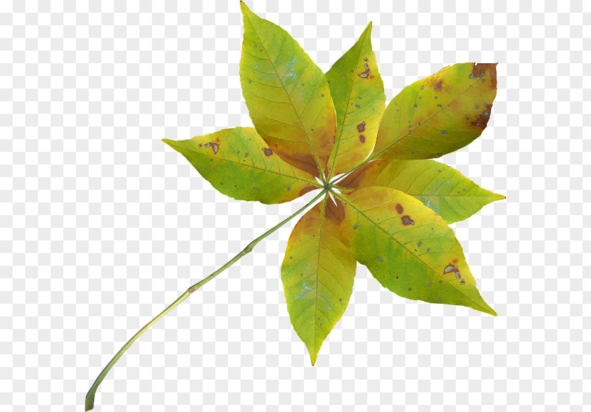 Perennial Plant Tree Autumn Leaves Background PNG