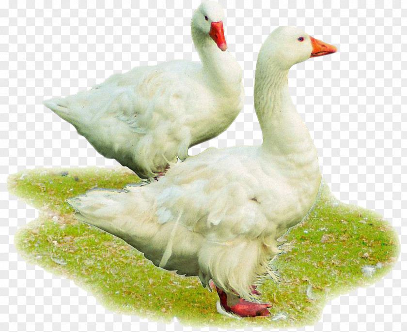 White Hair Ducks American Pekin Chicken Cattle Poultry Feed PNG