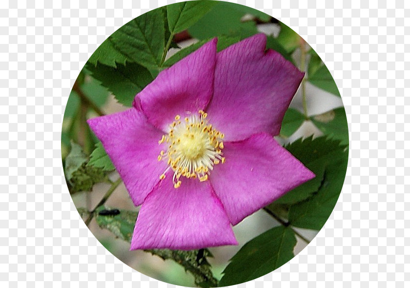 Wild Roses Floribunda Prairie Rose French Cabbage Carolina PNG