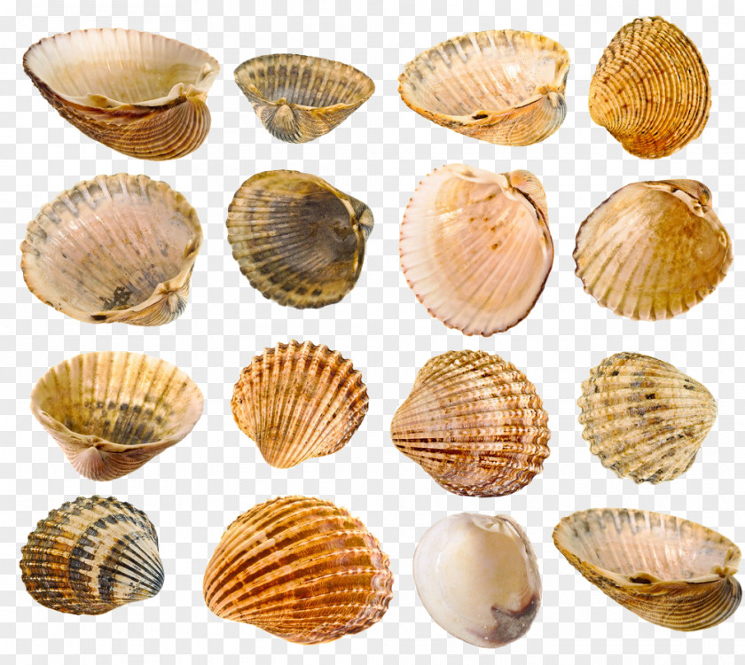 Conch Shell Material Mussel Seashell Stock Photography PNG