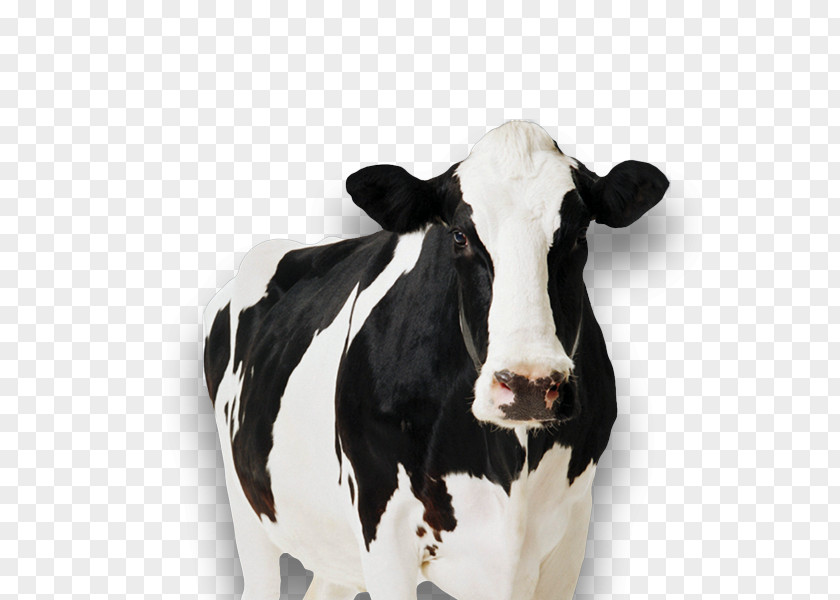 Cow Farm Holstein Friesian Cattle Standee Tipping Cardboard Dairy PNG