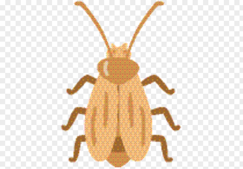 Ground Beetle Animal Figure Weevil Pest Pattern Pollinator PNG