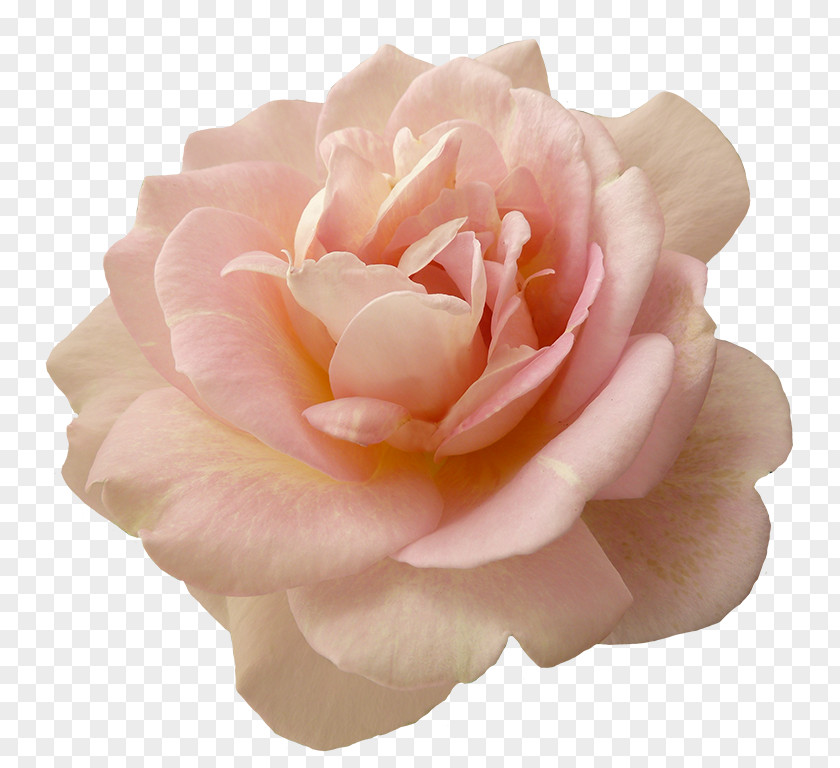 Pink Rose Flowers Garden Roses PNG