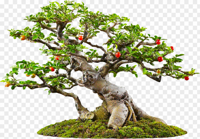 Stump Yixing Sageretia Theezans Bonsai Tree PNG