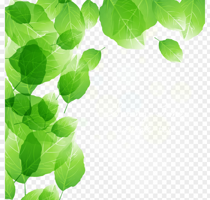 Vector Green Leaf PNG