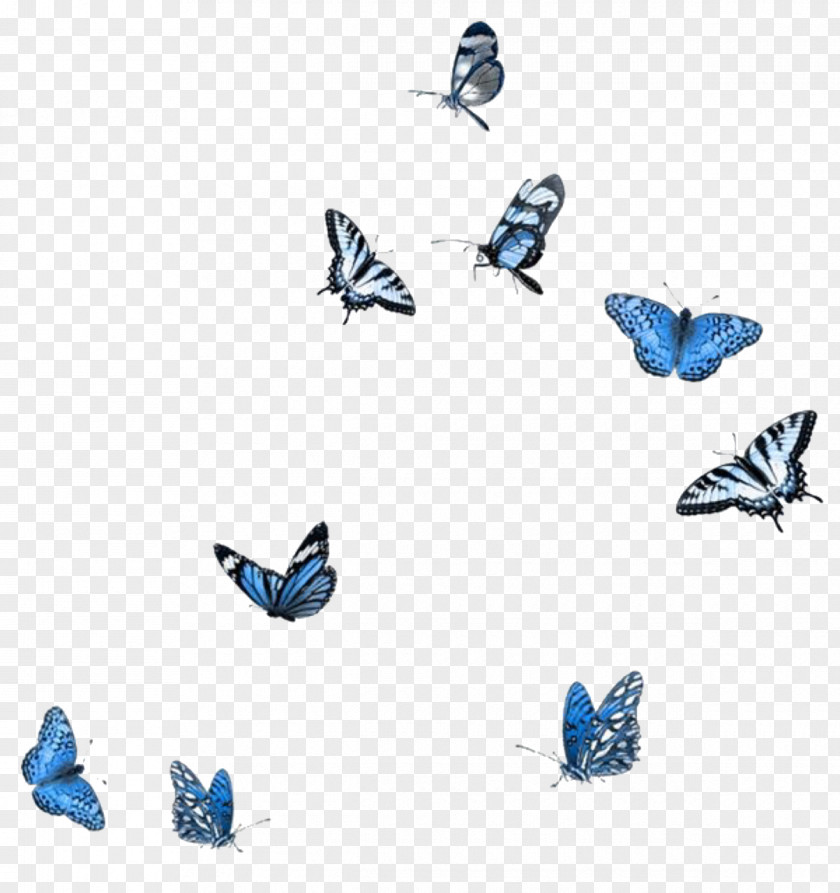 Apatura Brushfooted Butterfly Cartoon PNG
