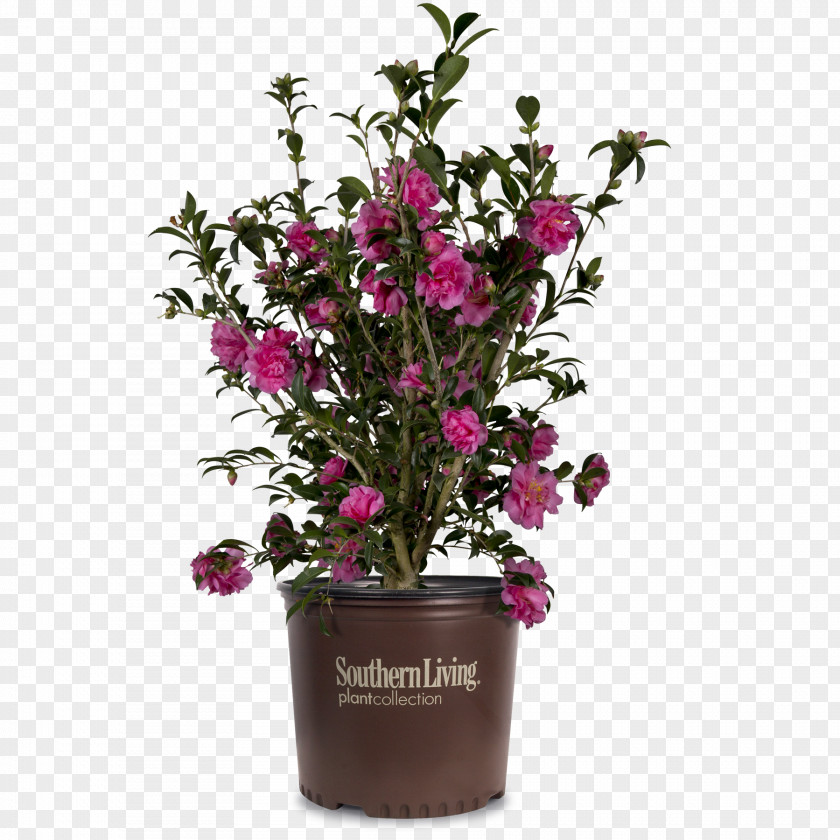 Flower Cut Flowers Fuchsia Magenta Shrub Houseplant PNG