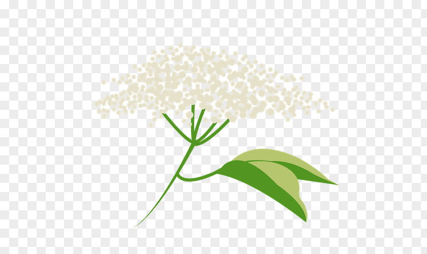Parsley Family Pedicel Grass Flower PNG