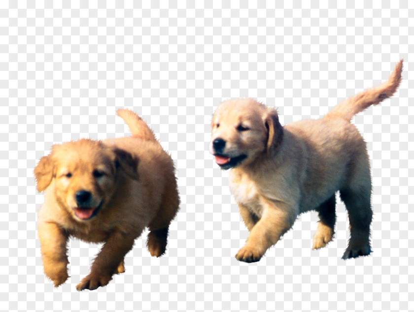 Puppies Golden Retriever Labrador Puppy Dog Breed PNG
