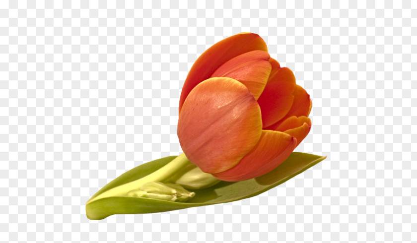 Tulip Flower Orange Red Yellow PNG
