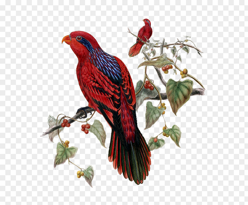 Bird Tropical Birds Blue-streaked Lory Parrot PNG