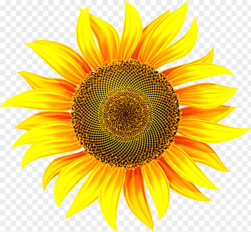 Chrysanthemum Common Sunflower Stock Illustration PNG