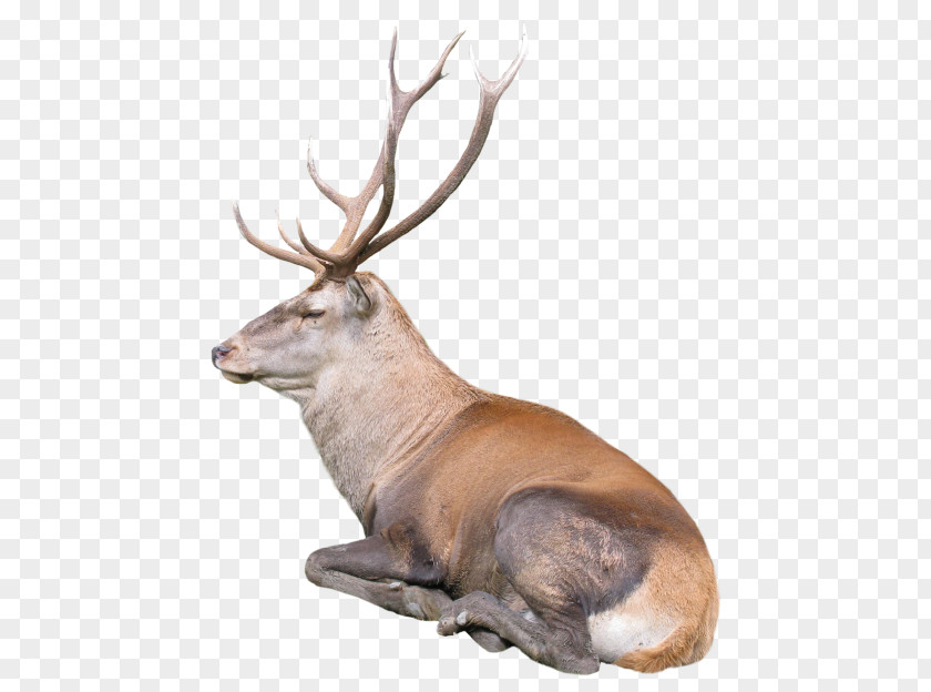 Deer Reindeer Desktop Wallpaper PNG