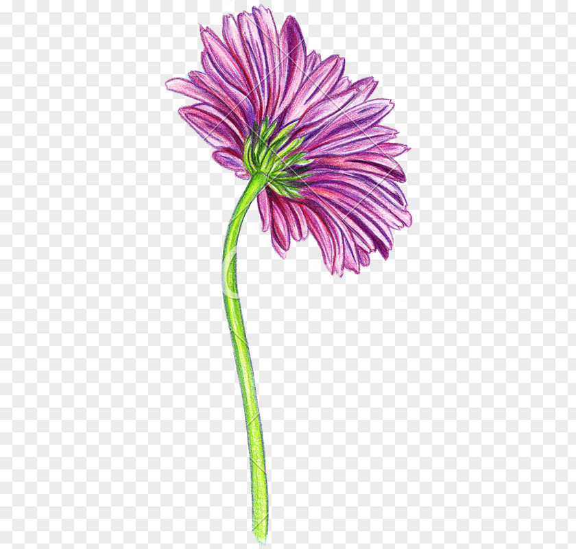 How To Draw A Flower Pencil Transvaal Daisy Cut Flowers Drawing Pink PNG