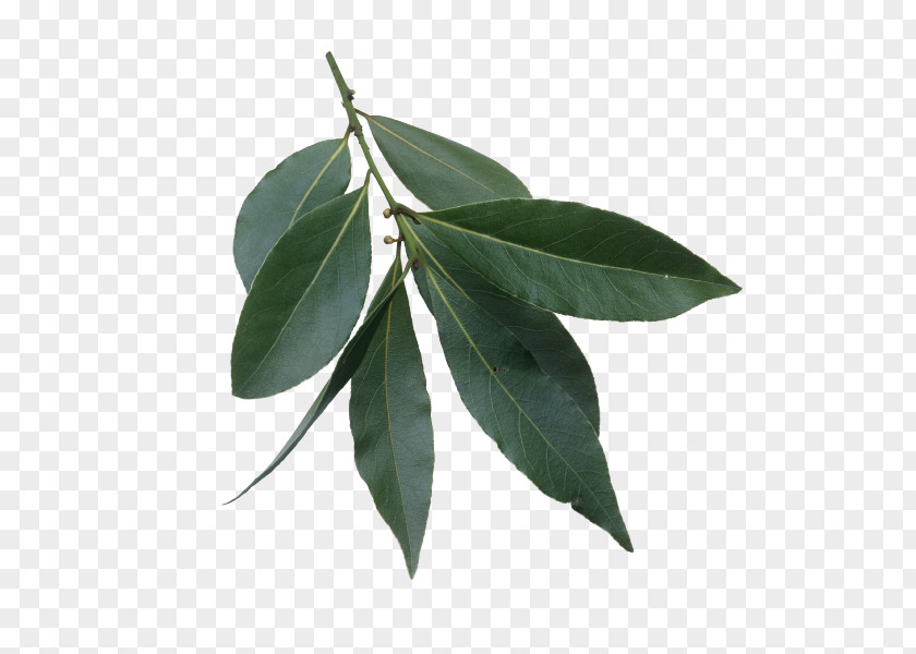 Laurel Quen Bay Leaf Clip Art Herb PNG