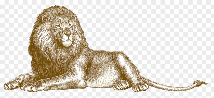 Lion Illustration PNG