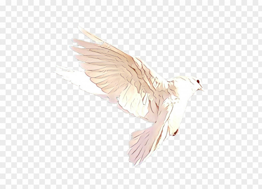 Pigeons And Doves Wing Bird PNG