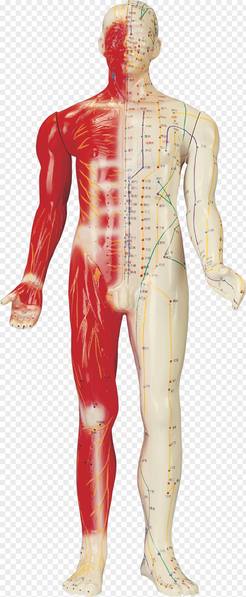 100 Points Akupunktiopiste Human Body Moxibustion Homo Sapiens PNG