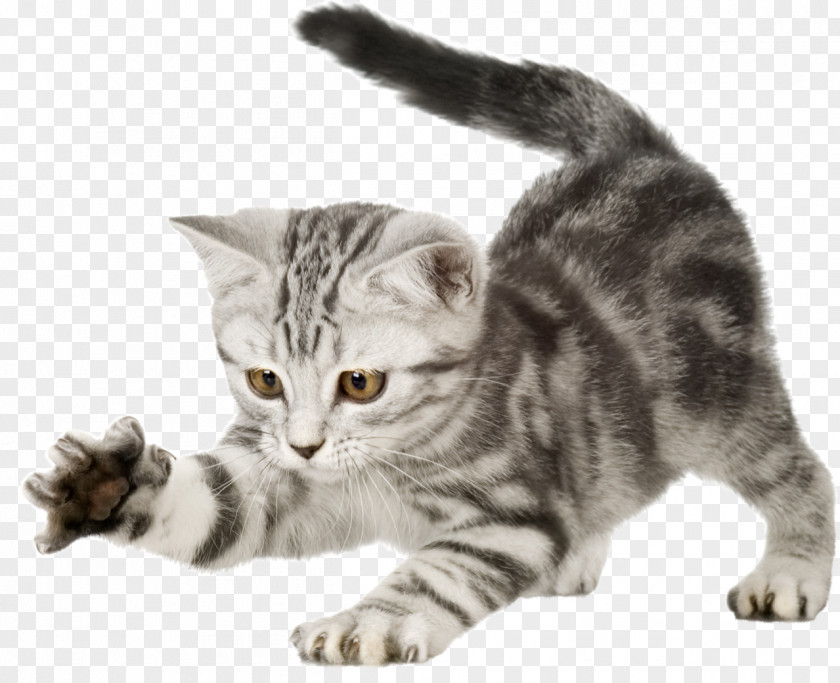 Claw Kitten Cat Puppy Dog Scratching Post PNG