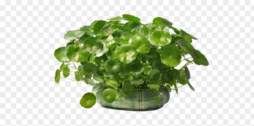Coins Grass Green Water To Keep Material Plant Flowerpot Centella Asiatica Leaf PNG