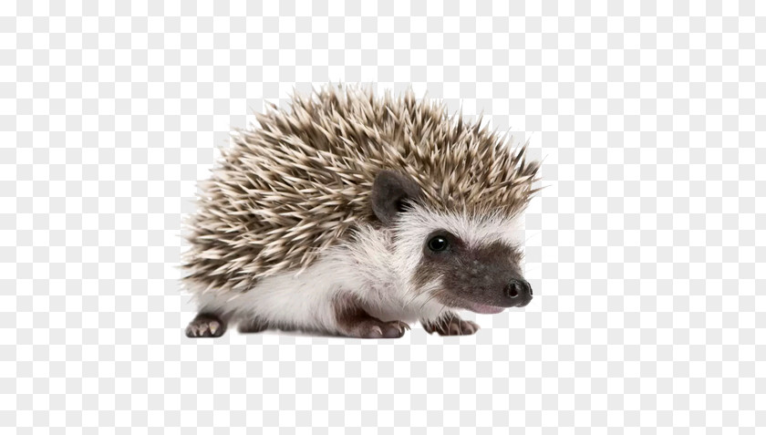 Free To Pull The Material Hedgehog Pictures Four-toed Stock Photography Domesticated Royalty-free Stock.xchng PNG