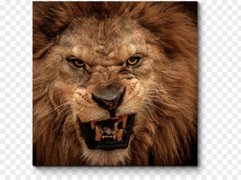 Lion Lion's Roar Cat Photography PNG