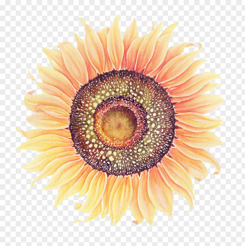 Sunflower Common Watercolor Painting PNG