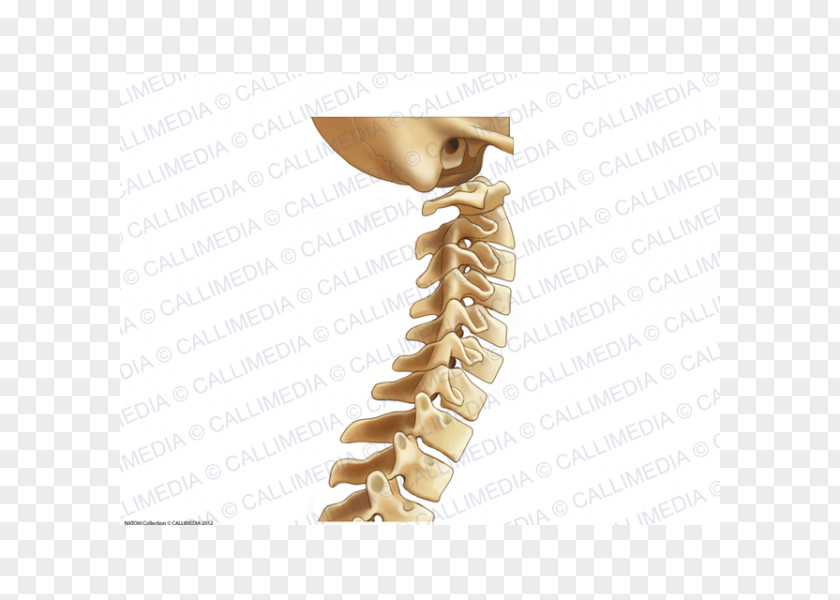 Vertebral Column Cervical Vertebrae Bone Lumbar Anatomy PNG