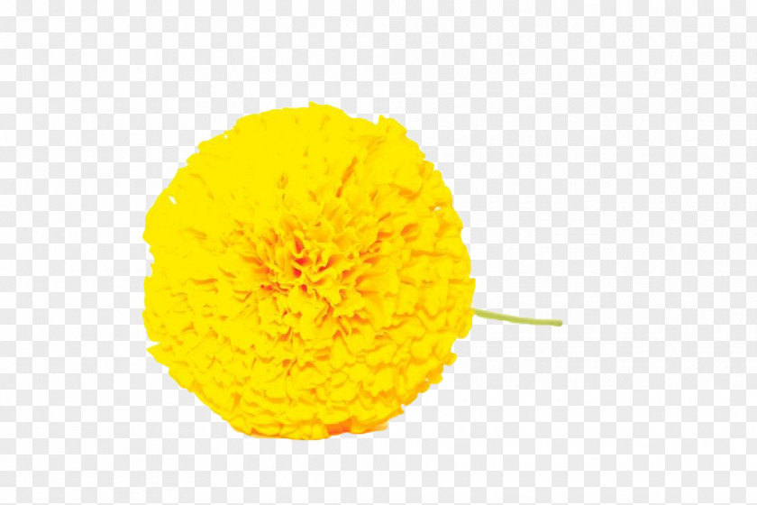 Yellow Marigold Petal PNG