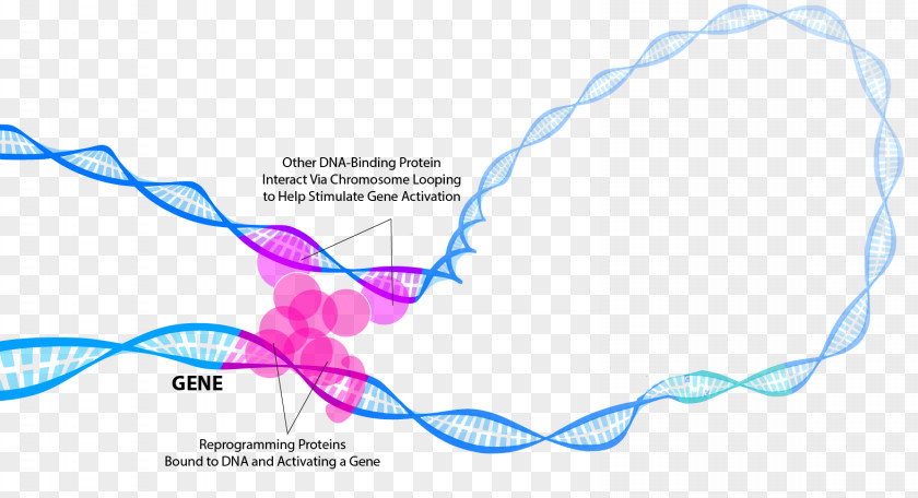 Chromosome General Transcription Factor Regulation Of Gene Expression DNA PNG