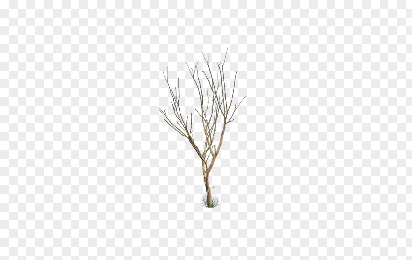 Creative Winter Without Leaves Withered Tree Leaf Trunk PNG