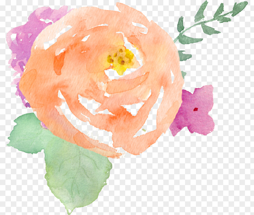Flowers Of Antimony The Explodatorium Garden Roses Watercolor Painting Photographer PNG