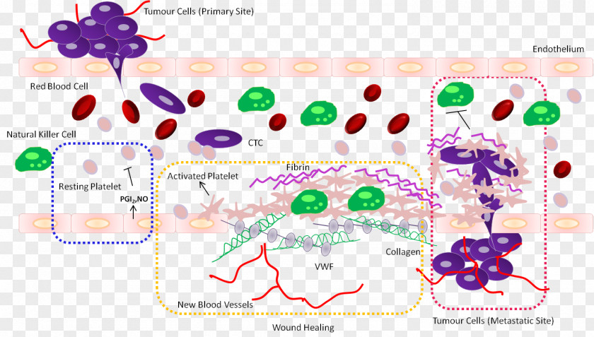 Green Allogeneic Cancer Cell Platelet Prostacyclin Circulating Tumor Fibrin PNG