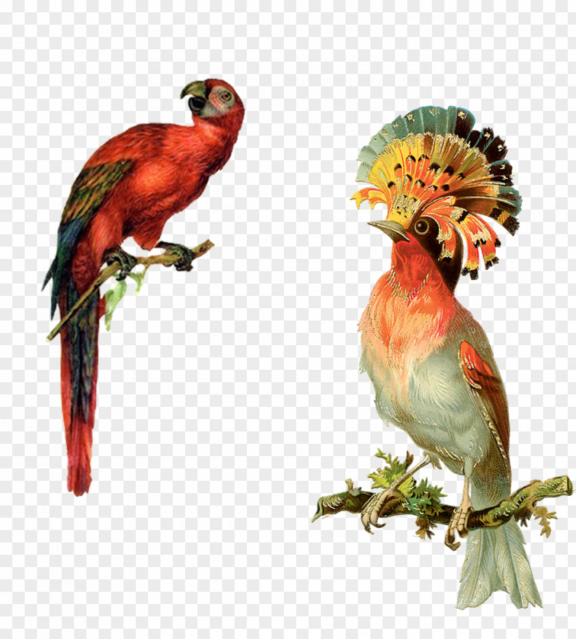 Illustration,Two Parrots Bird Parrot Victorian Era Illustration PNG