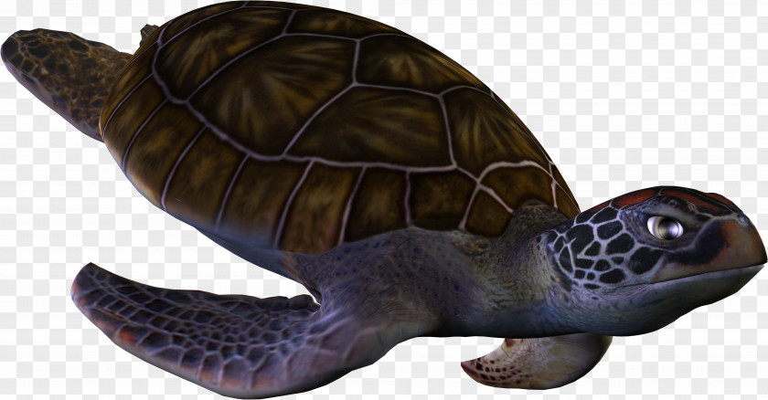 Turtle Pictures Loggerhead Sea Box PNG