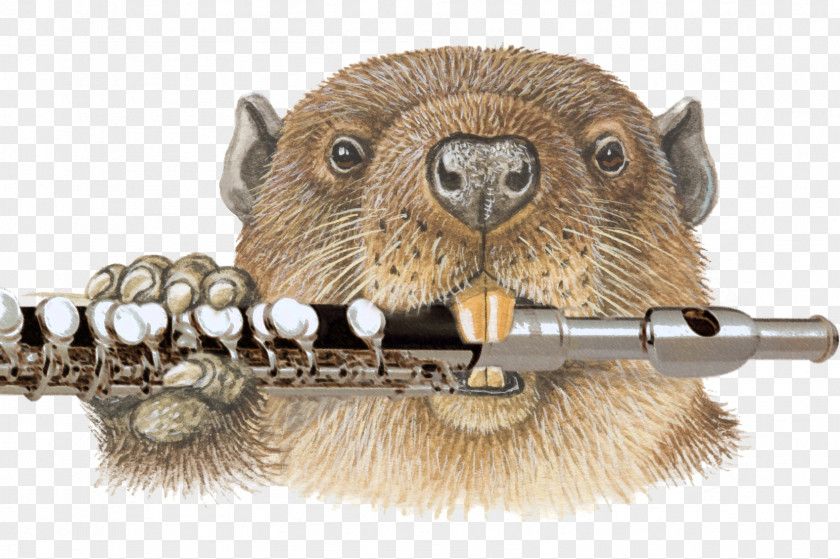 Beaver North American Rodent Drawing Photography PNG