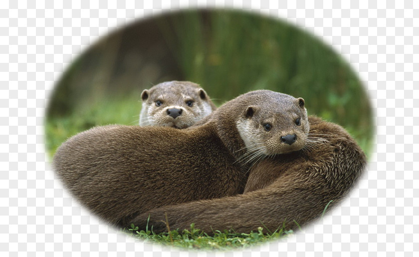 Otters Sea Otter North American River Eurasian Cameroon Clawless Giant PNG