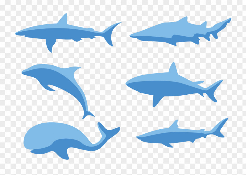A Variety Of Fish Common Bottlenose Dolphin Clip Art PNG
