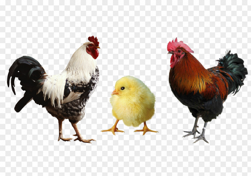 Big Cock Renderings Chicken Horse Farm Rooster Animal Feed PNG