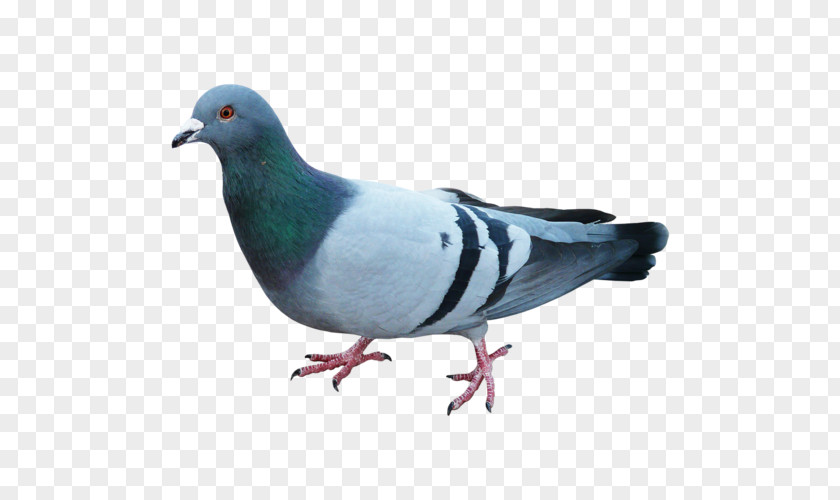 Bird Pigeons And Doves Blue Pigeon Clip Art Tattoo PNG