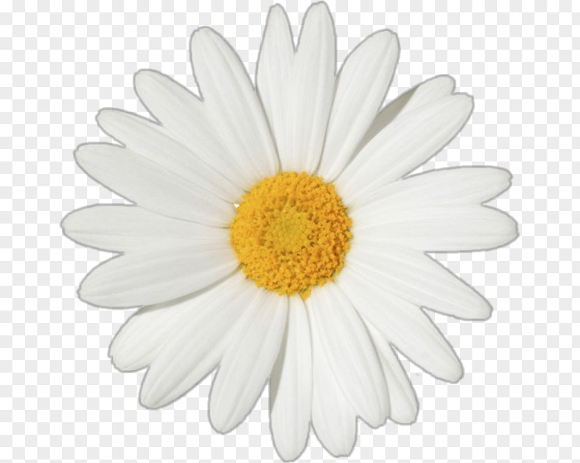 Flower Common Daisy Stock Photography Oxeye Clip Art PNG