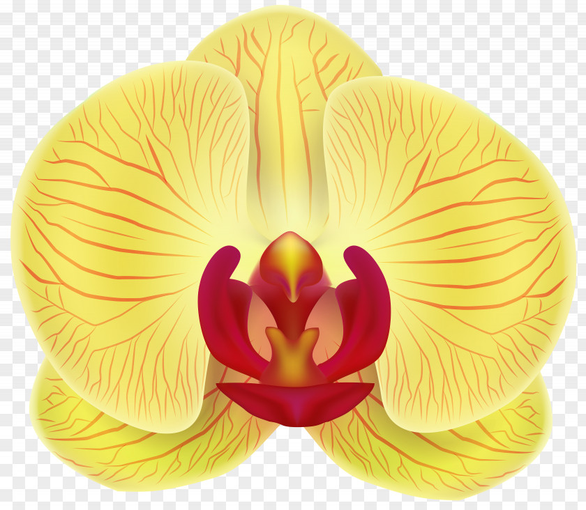 Flower Moth Orchids Yellow PNG