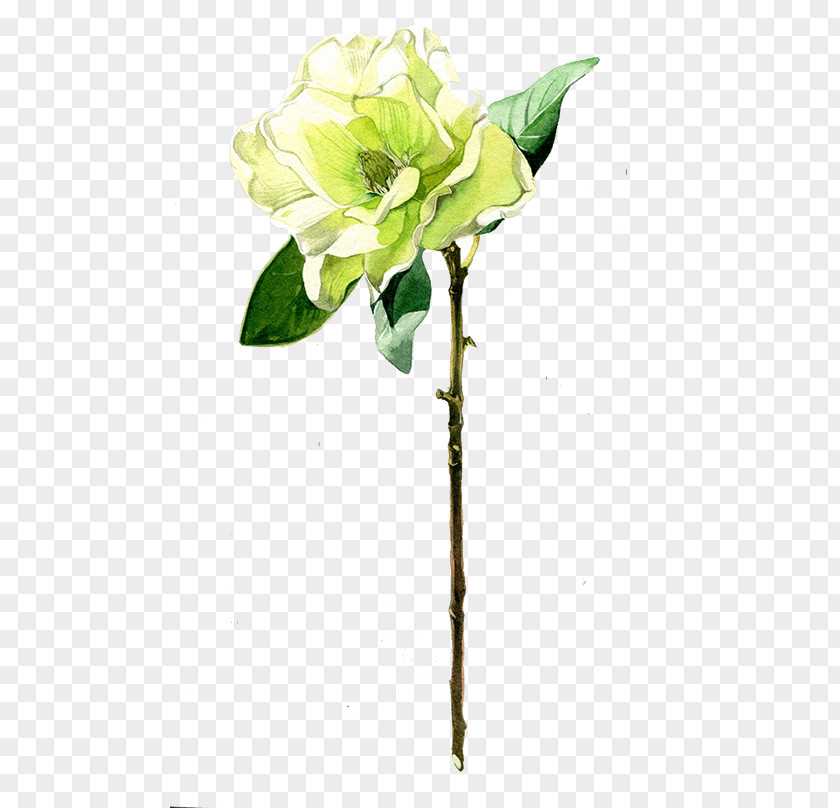 Green Flowers Floral Design Flower Nosegay Petal Illustration PNG