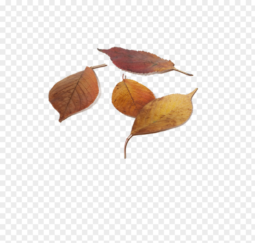 Leaves Leaf Autumn Deciduous PNG